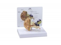 model ucha dziecka - 1019528 3b scientific modele anatomiczne 11